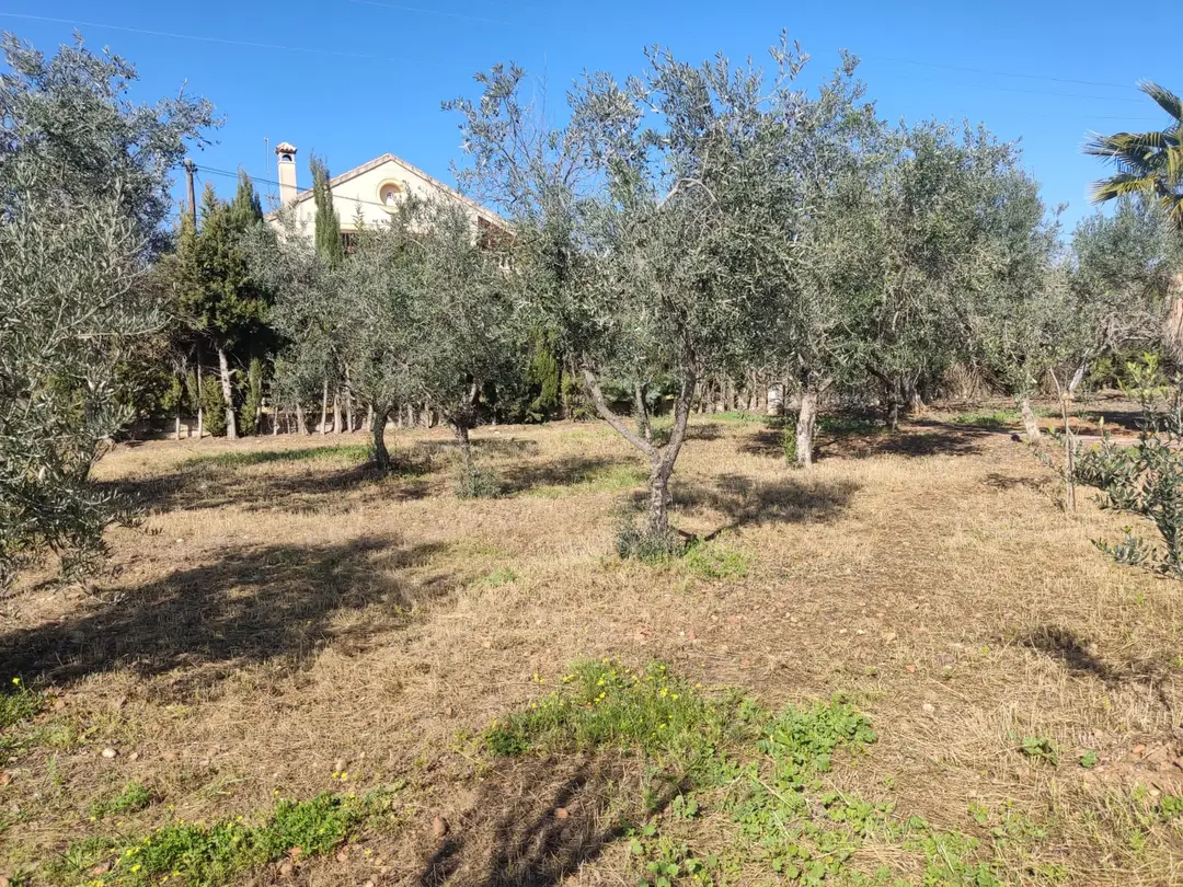 Terreno con olivos – Venta de Parcelas en Córdoba