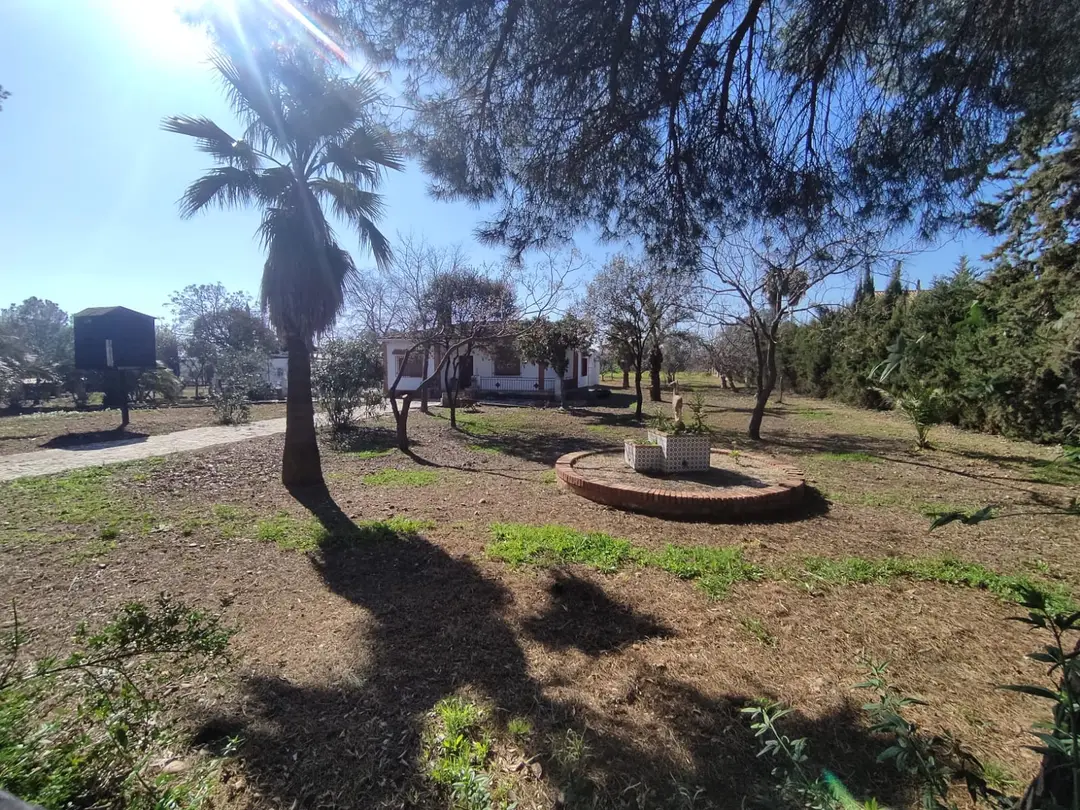 Jardín con palmera – Venta de Parcelas en Córdoba